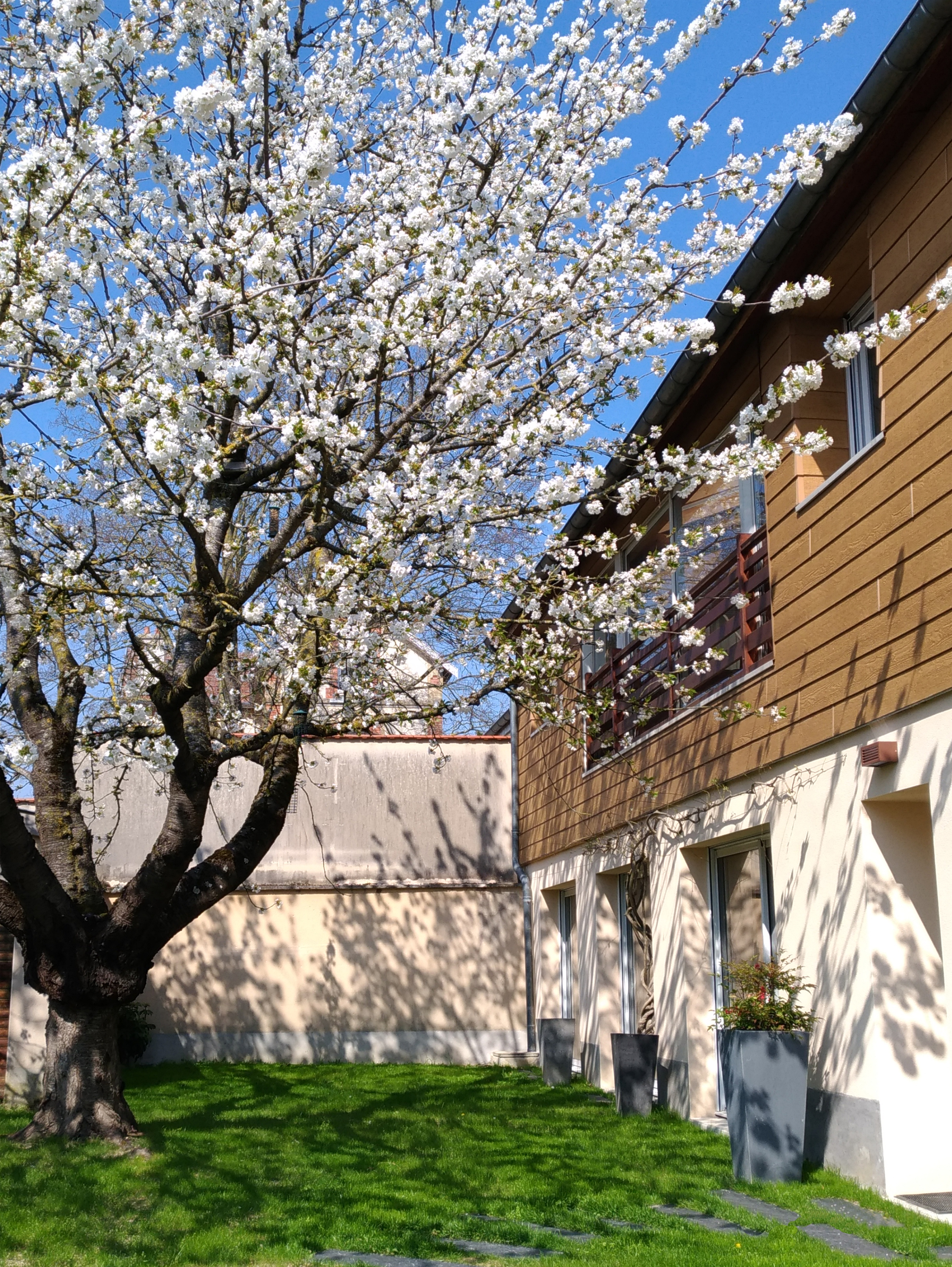 Au pied du cerisier à Châlons en Champagne